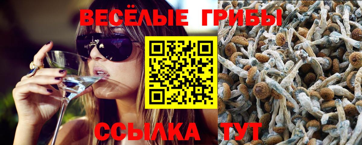купить   Галлюциногенные грибы MAGIC MUSHROOMS  Вход с VPN  Улан-Удэ 